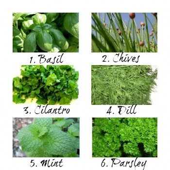 Collage of fresh herbs such as basil, chives, cilantro, dill, mint, and parsley.