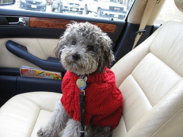 My dog Toby sitting in a car, wearing a red sweater.