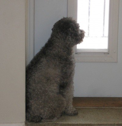 Dog watching out the window.