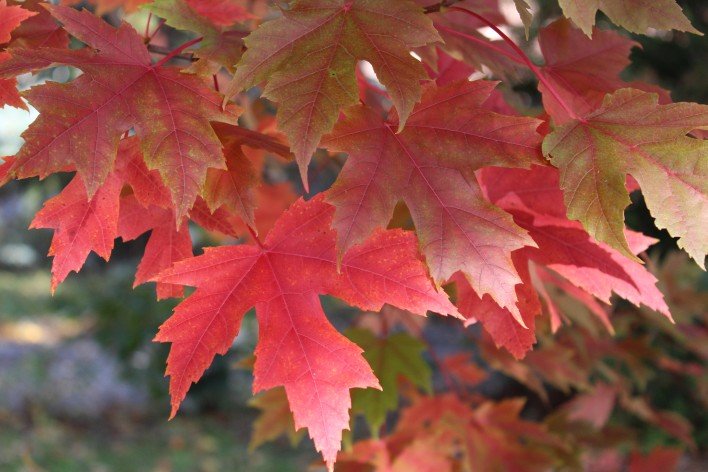 Close up of red maple leaves.