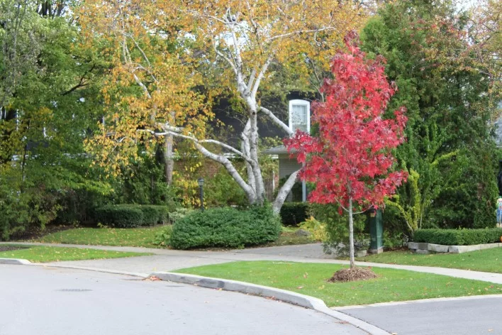 A small maple tree beside a sidewalk. Green trees amd a house in the background.