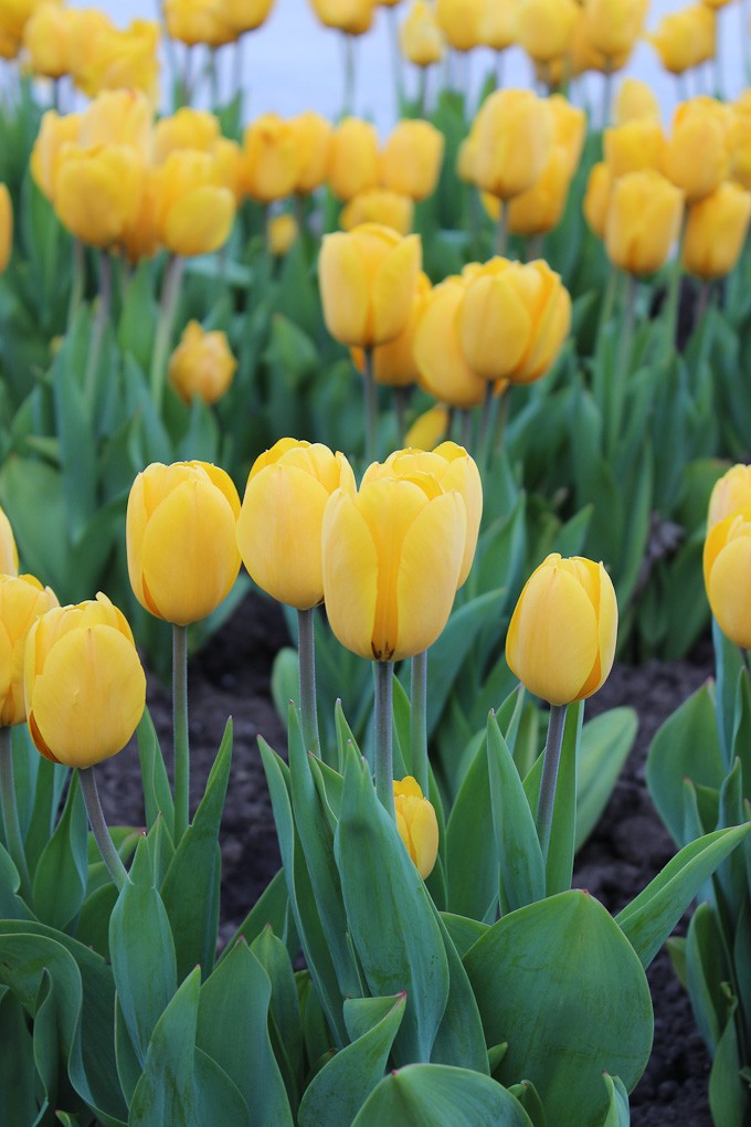 Close up shot of yellow tulips.