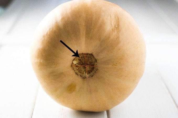 The bottom of a butternut squash with 2 small crosscuts in the middle.