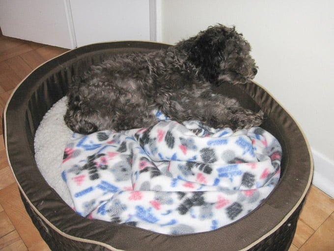 Toby when he was still a puppy sleeping in his bed.