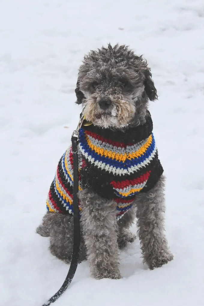 Toby sitting in snow wearing a multicolored sweater.