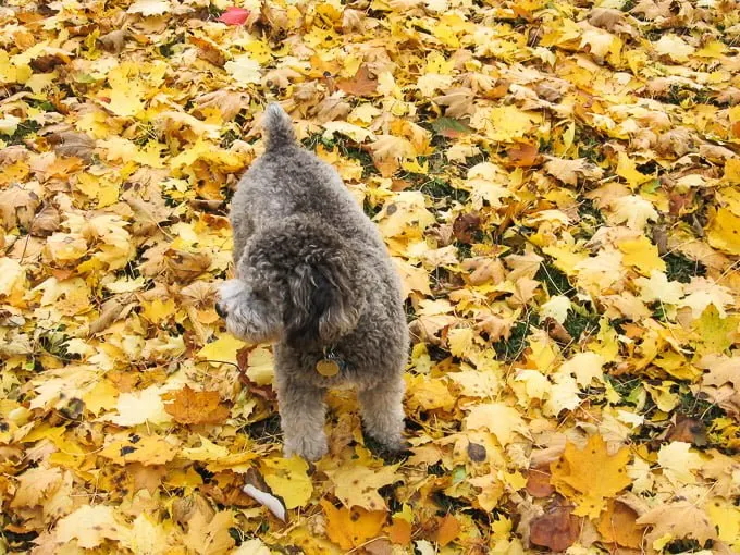 Toby standing on yellow leaves.