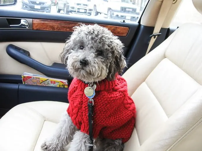 Toby wearing a red sweater sitting on the passenger sit in a car.
