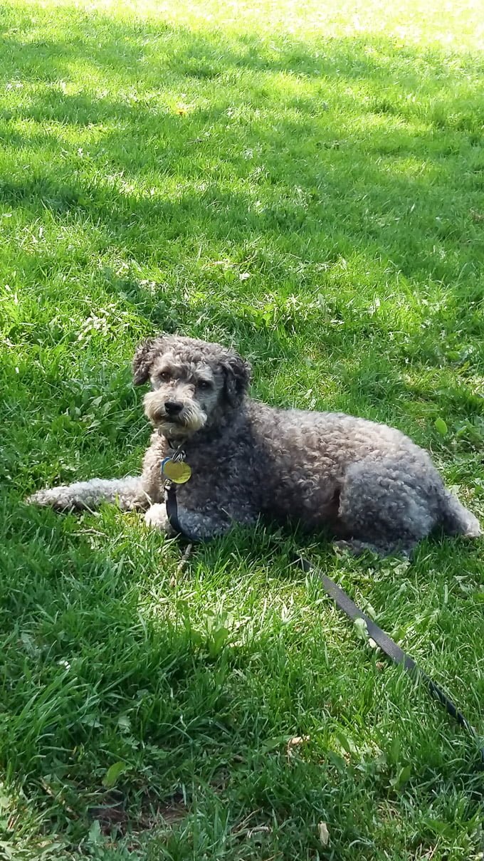 Toby laying on grass in the park.