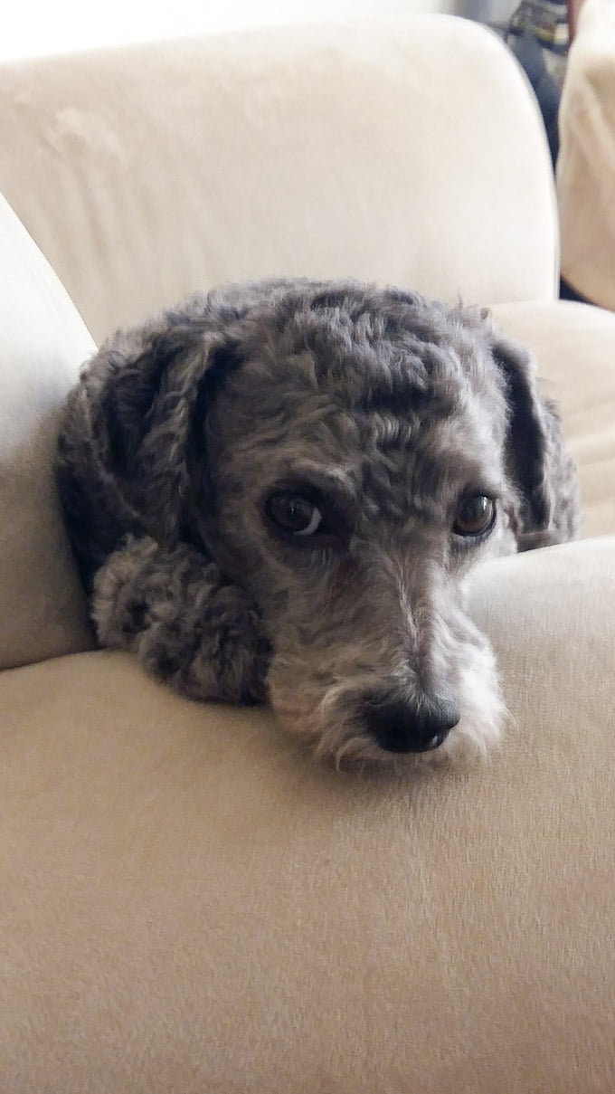 Toby laying on a chair.