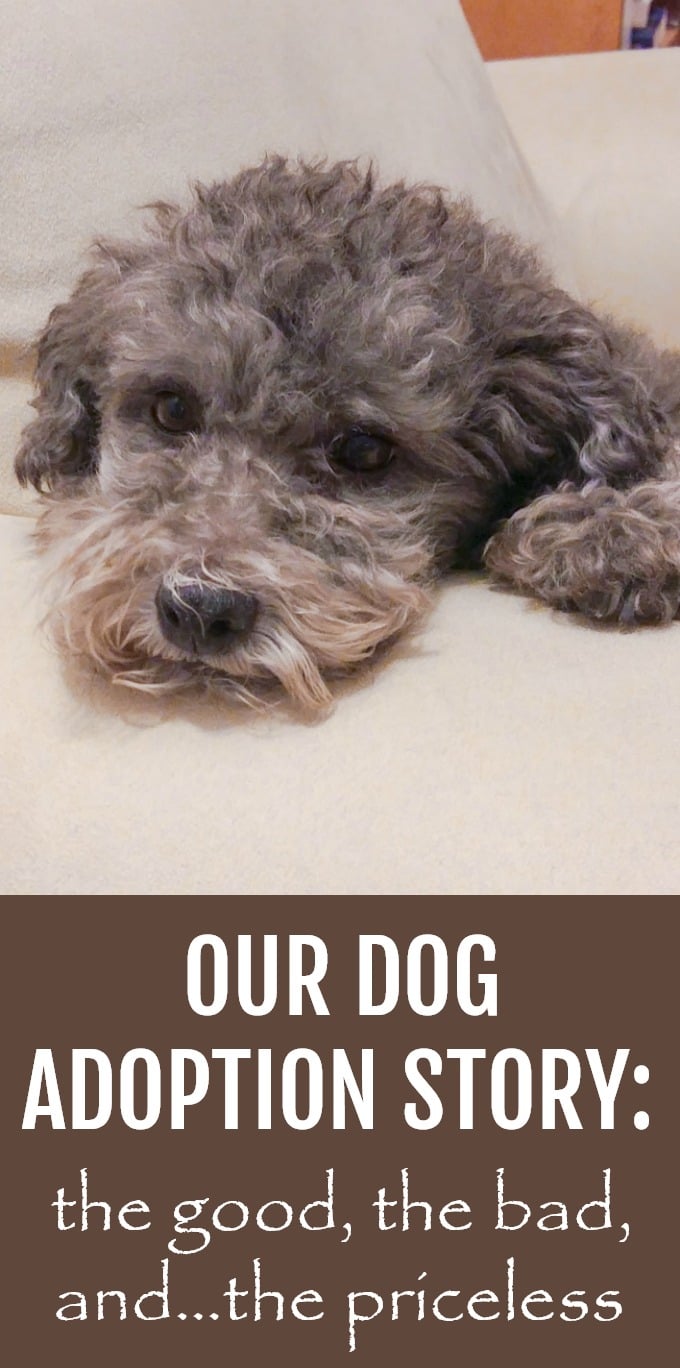 Toby laying on a chair. Below the picture is written: Our Dog Adoption Story: the good, the bad, and the priceless.