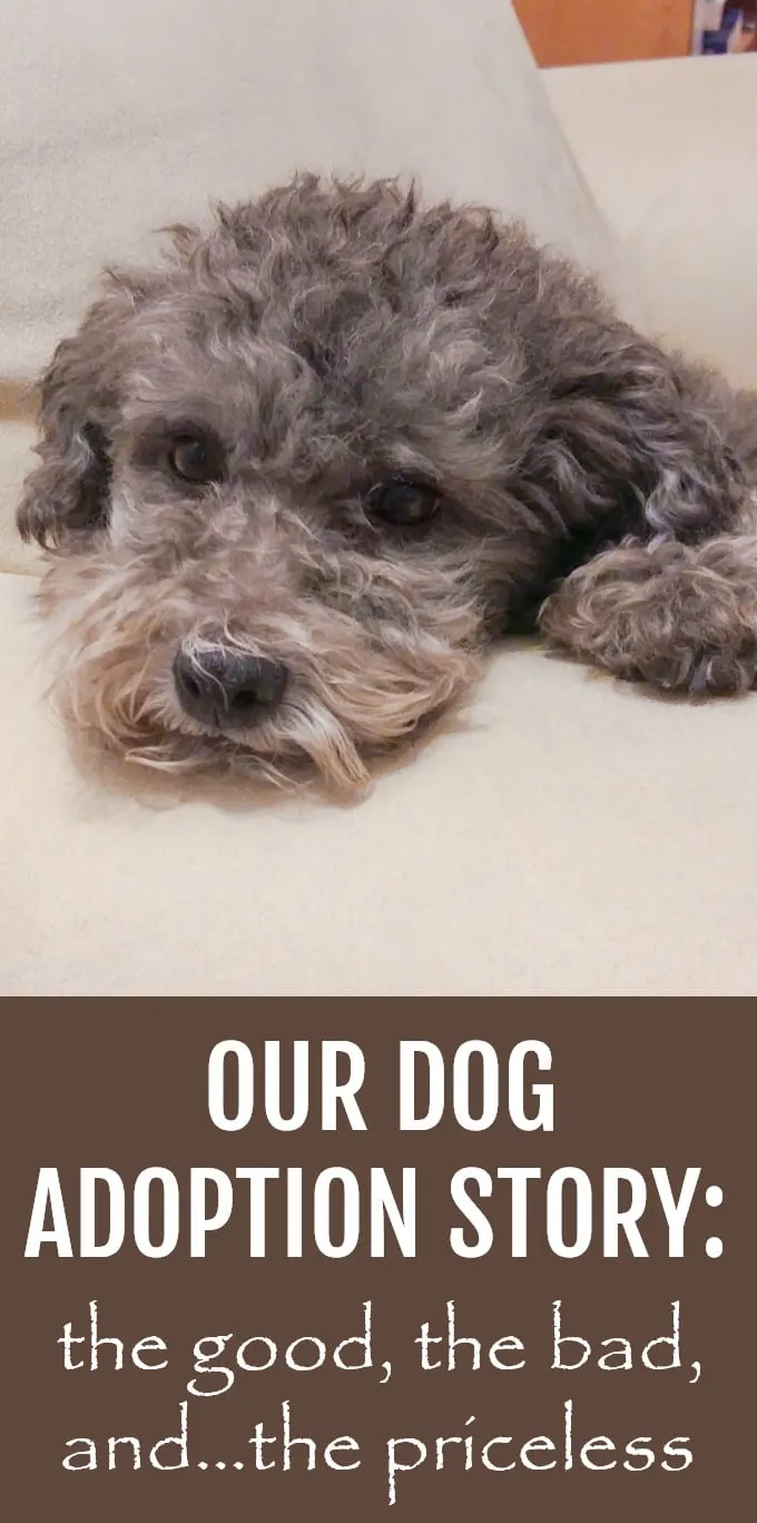 Our dog Toby laying on a chair. Below the picture is written: Our Dog Adoption Story: the good, the bad, and the priceless.