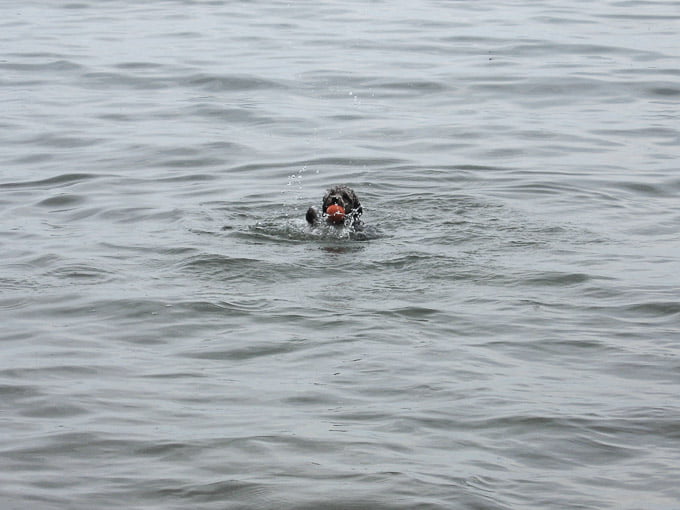 Toby swimming in a lake.