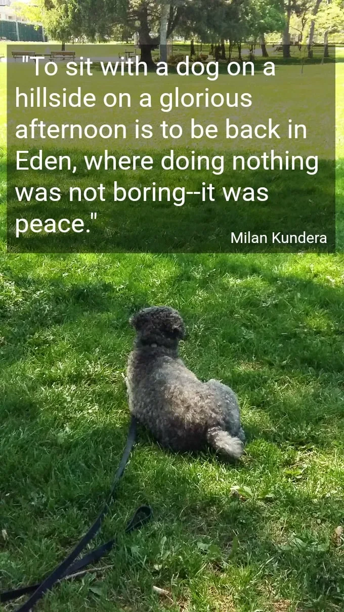 Toby laying on grass in a park. Overlay text with a quote about dogs.