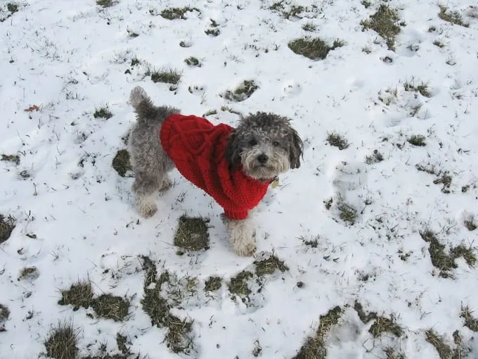 Toby standing on snow wearing a red sweater.
