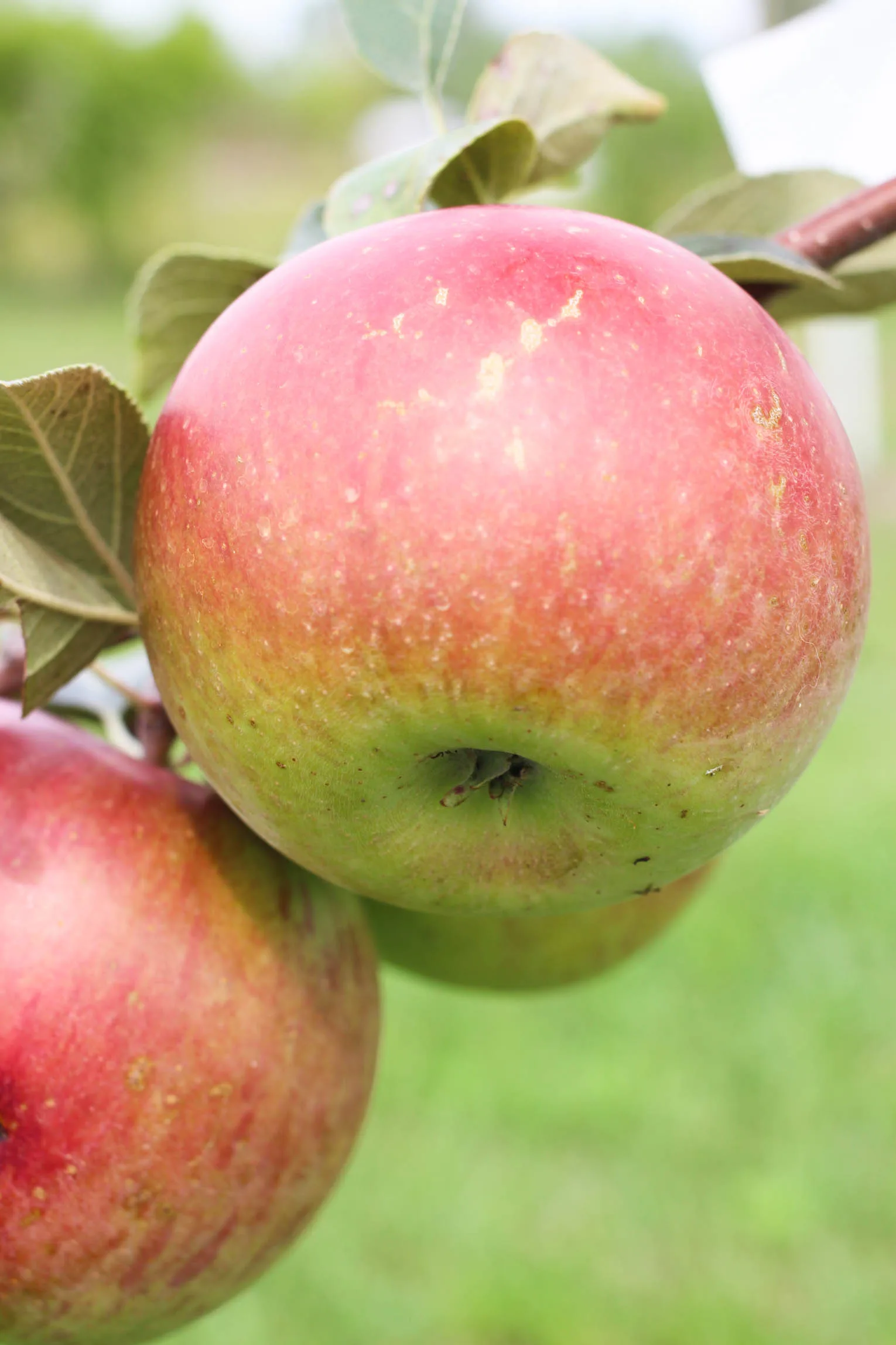 Close up shot of an apple on a tree.