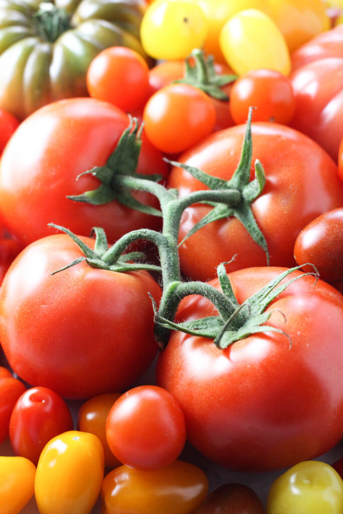 Tomatoes on a vine.